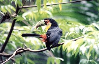 Tucano da fauna da regio